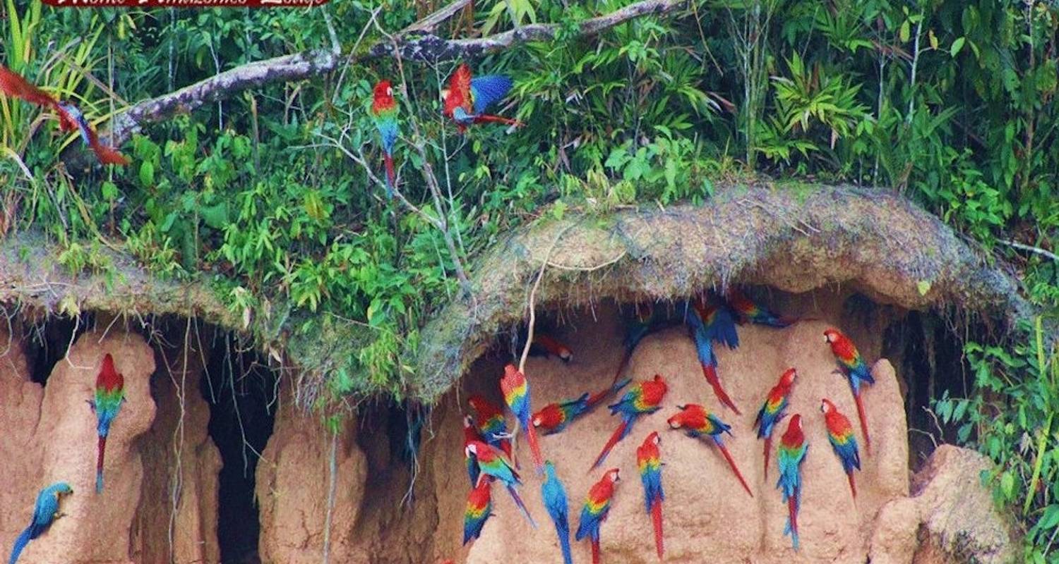 Tambopata Tours & Trips