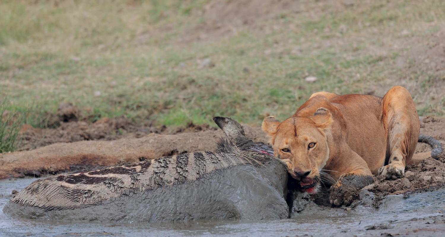 Private Safari of 8 Days in the Northern Parks of Tanzania Great Migration Special December - March - Safari Avventura