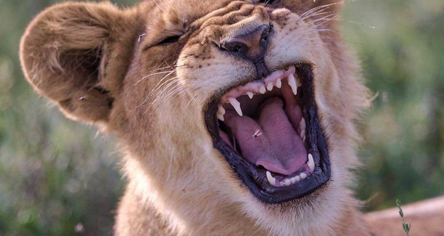 Private Safari of 10 Days in the Northern Parks of Tanzania - Safari Avventura