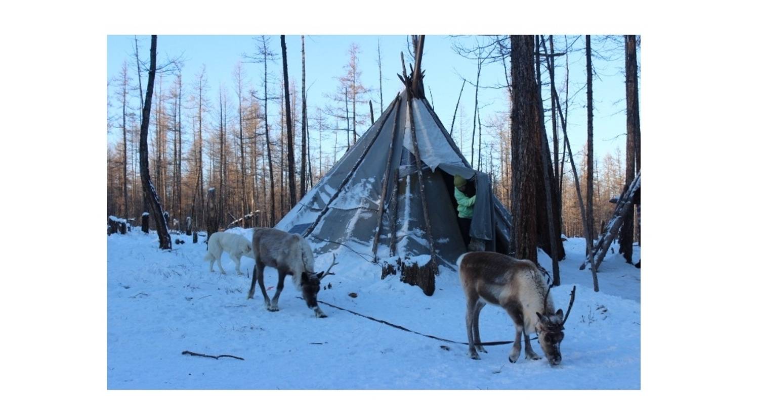 Entdecke die Tsaatan Rentiere im Winter - Discover Altai