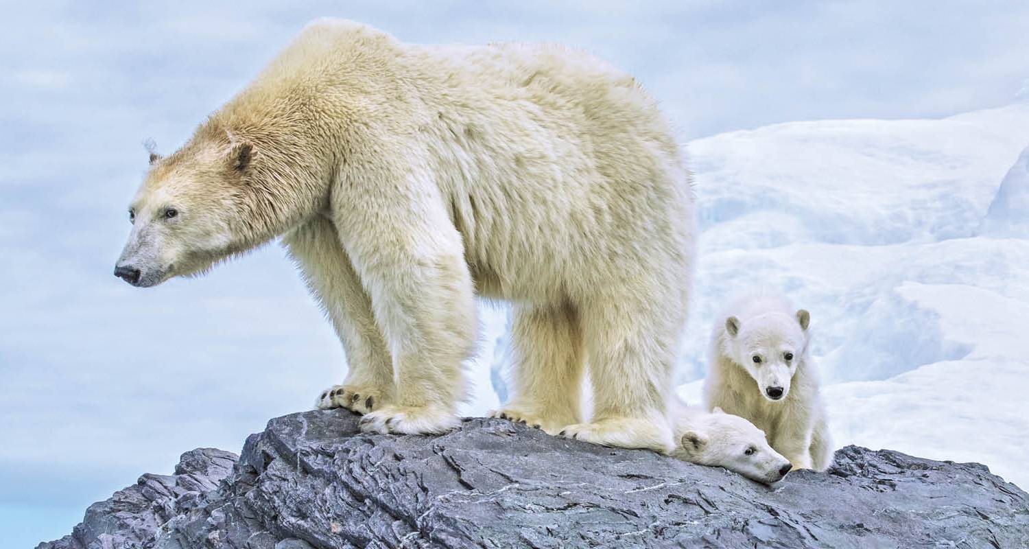 Arctic in Depth 2022 - Scenic Luxury Cruises & Tours
