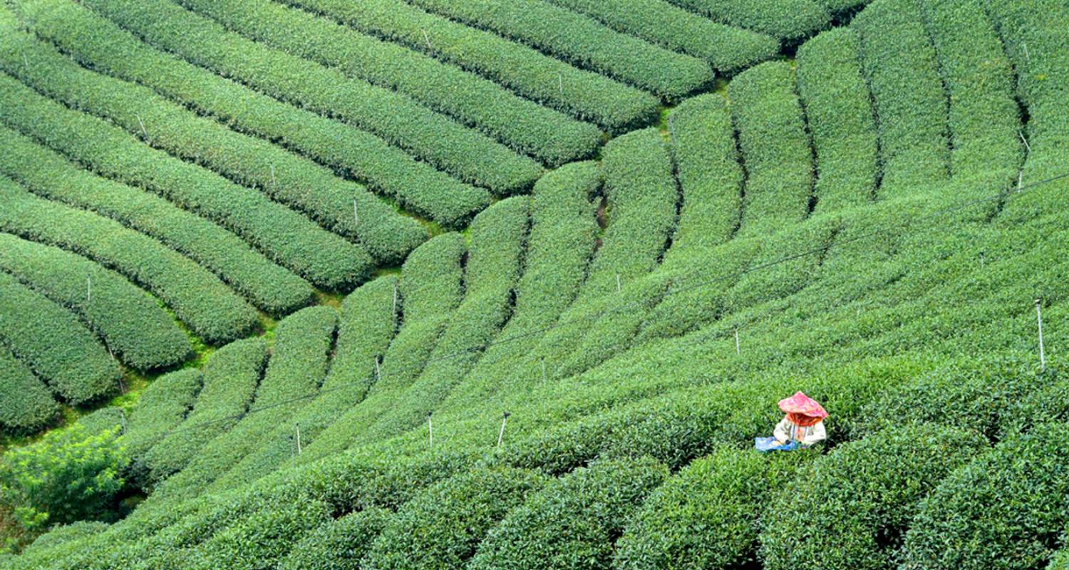 Taiwan Rundreise: Zur Herkunft des Tees - 10 Tage - MyTaiwanTour