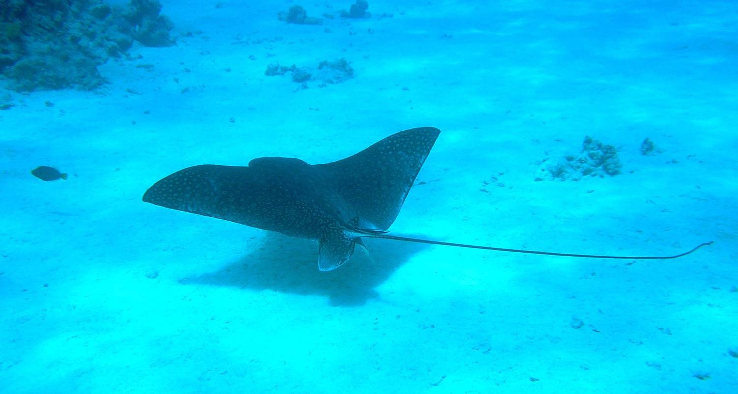 Sharm El-Sheikh Rundreise inkl. Flug von allen Flughäfen in Deutschland - Remaz Tours GmbH