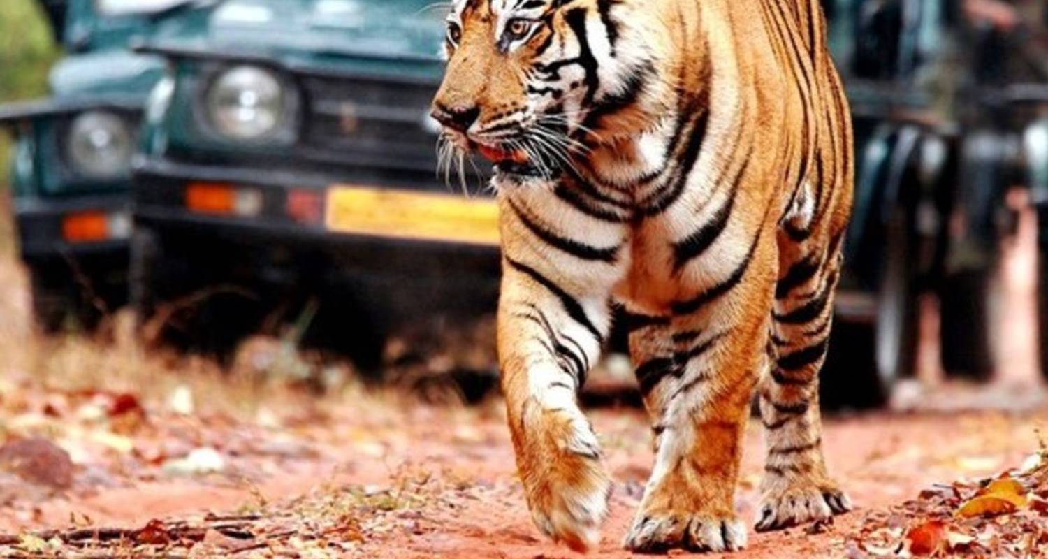 2 Nächte/3 Tage - Ranthambore Tour - Tulip Holiday