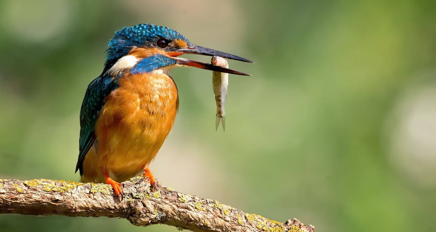India's Golden Triangle Tour with Bird Watching - Delhi, Agra, Jaipur & Bharatpur Tour - Joyful Holidays