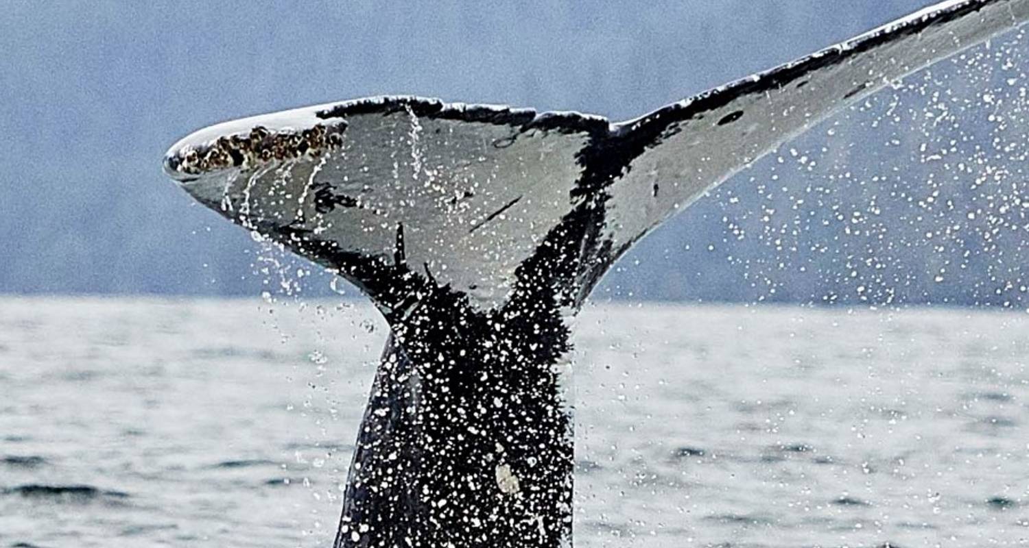 Alaska and British Columbia – Inside Passage, Bears and Aleutian Islands (Northbound) - Hurtigruten