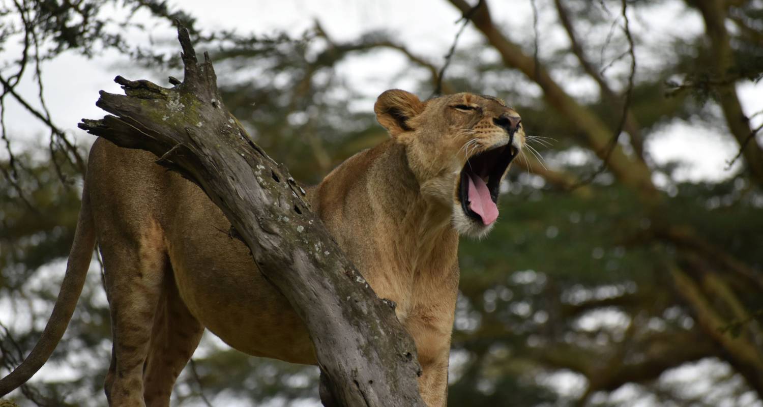 Le meilleur du Kenya et de la Tanzanie : 9 jours de safari économique - Pam Tours and Travel