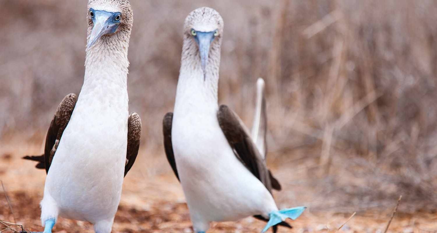 Amazon Cruise and Galapagos Extension (2021) - APT