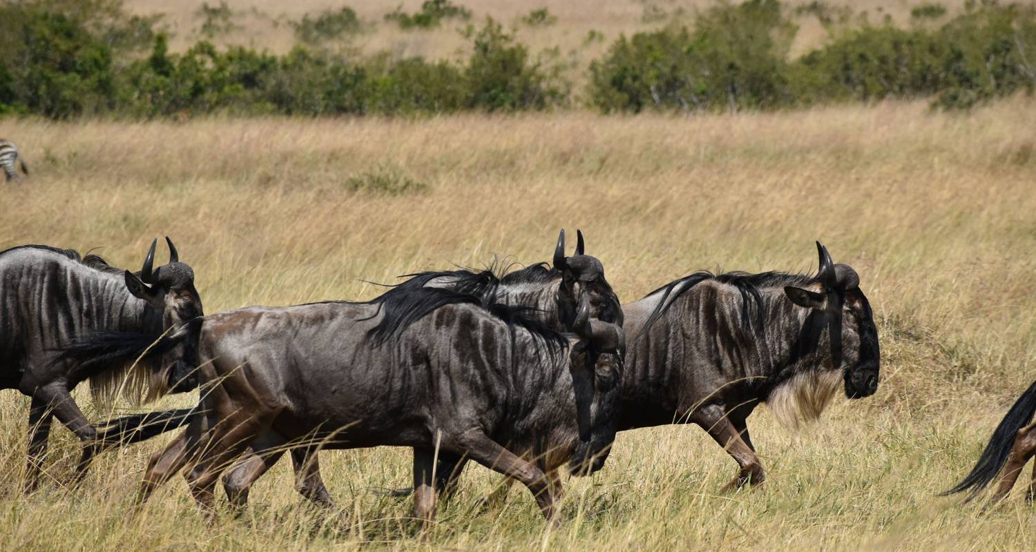 08 Días de Safari de migración en Jeep 4x4 con alojamiento en Kenia - Pam Tours and Travel