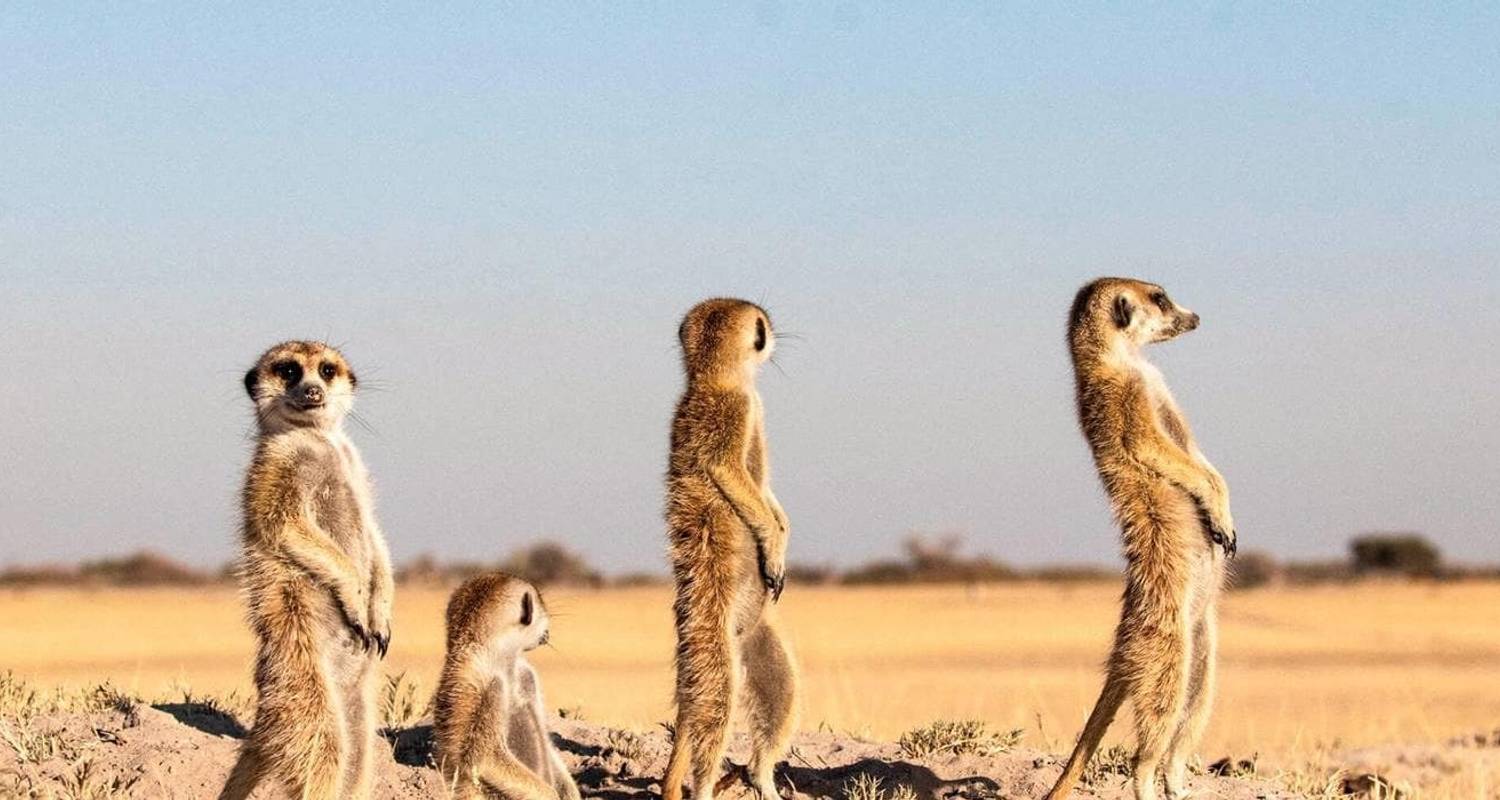 Best of Botswana (5 Days) - Contiki