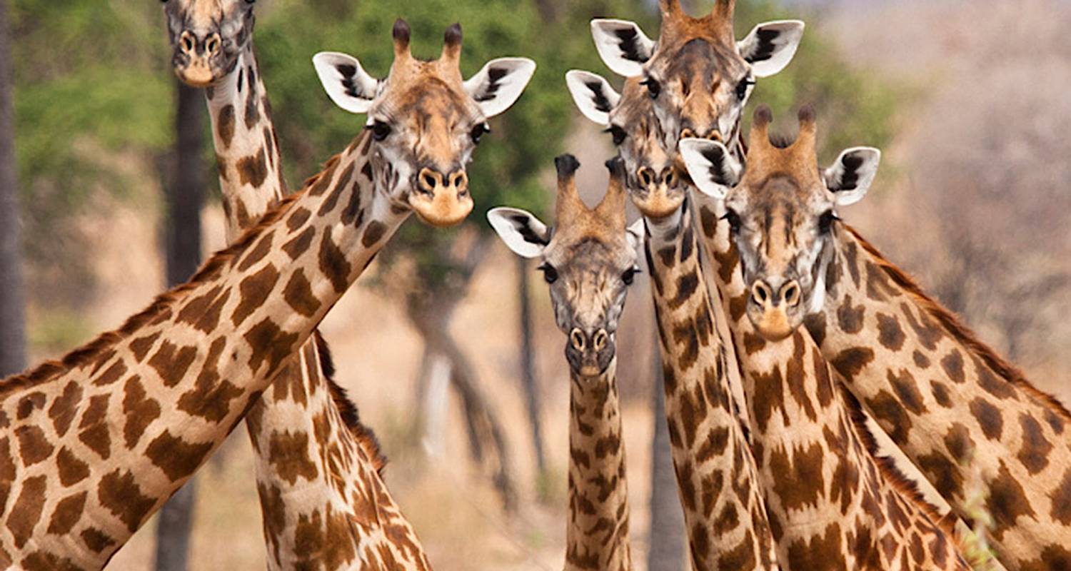 Selous Nationalpark Reisen