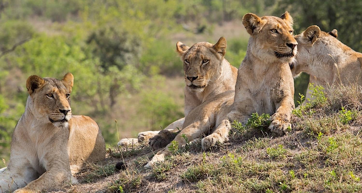 Voyages romantiques et lunes de miel en Réserve de Sabi Sand pour les couples