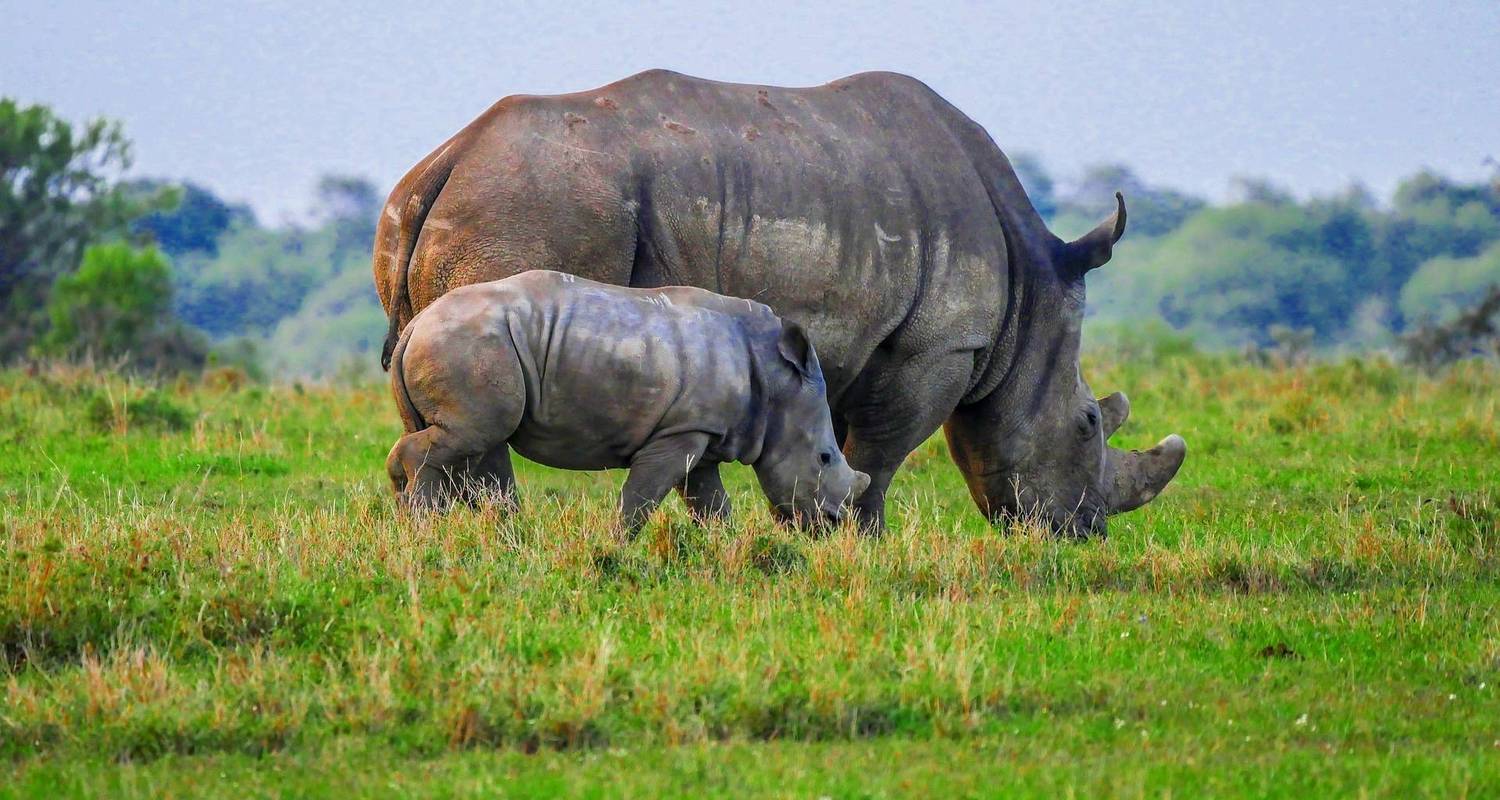 2-Weekse rondreis Kenia