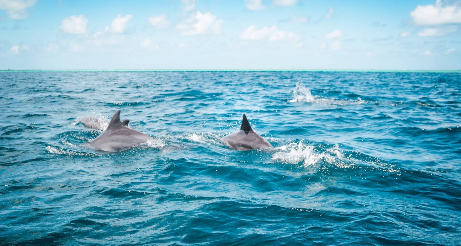 Marvelous marine life adventures in the Azores - Iberian Escapes