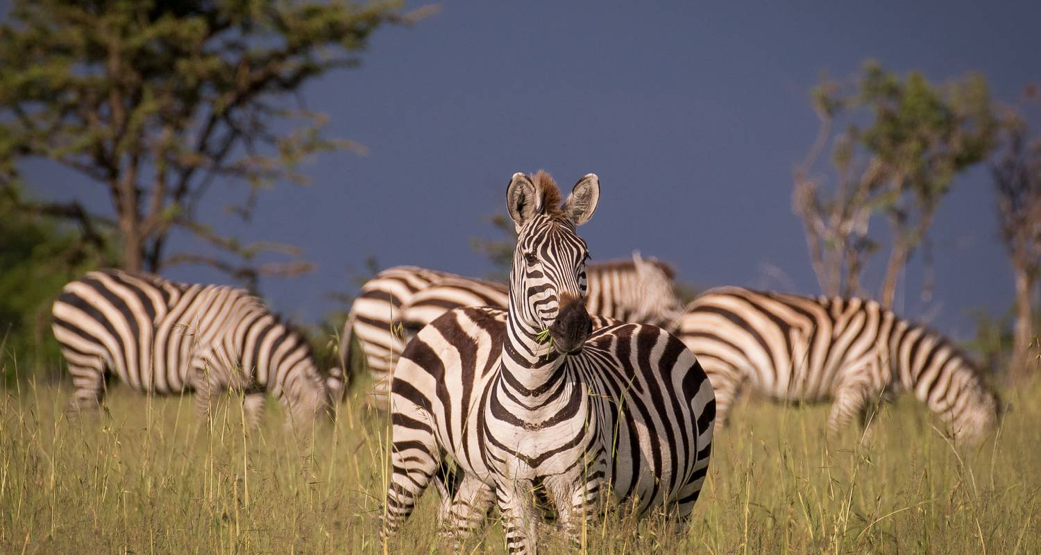 Tarangire-Serengeti-Ngorongoro - Expect In Africa Safari