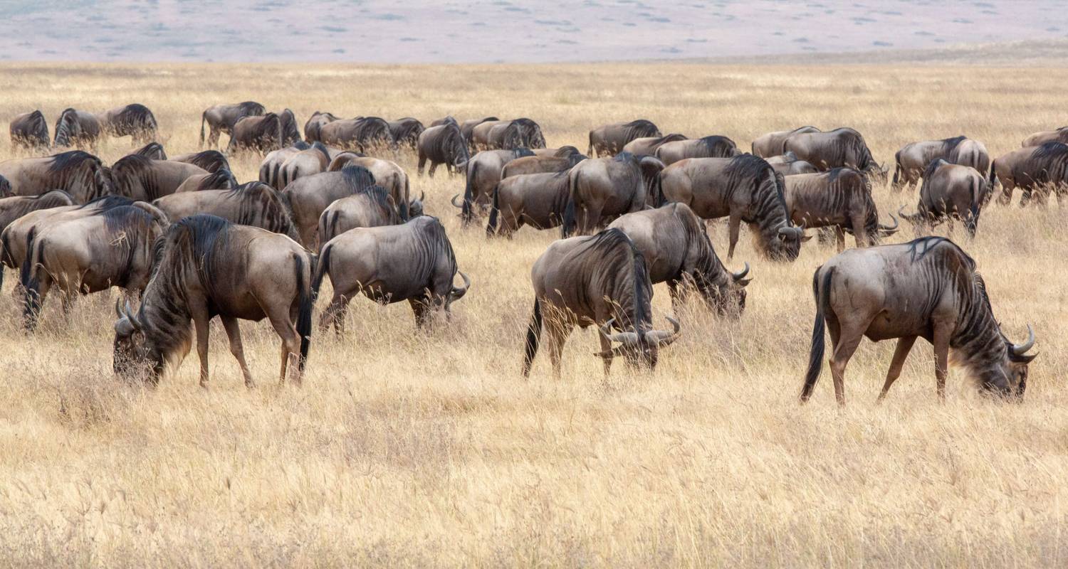 Tarangire-Ngorongoro & Lake Manyara - Expect In Africa Safari