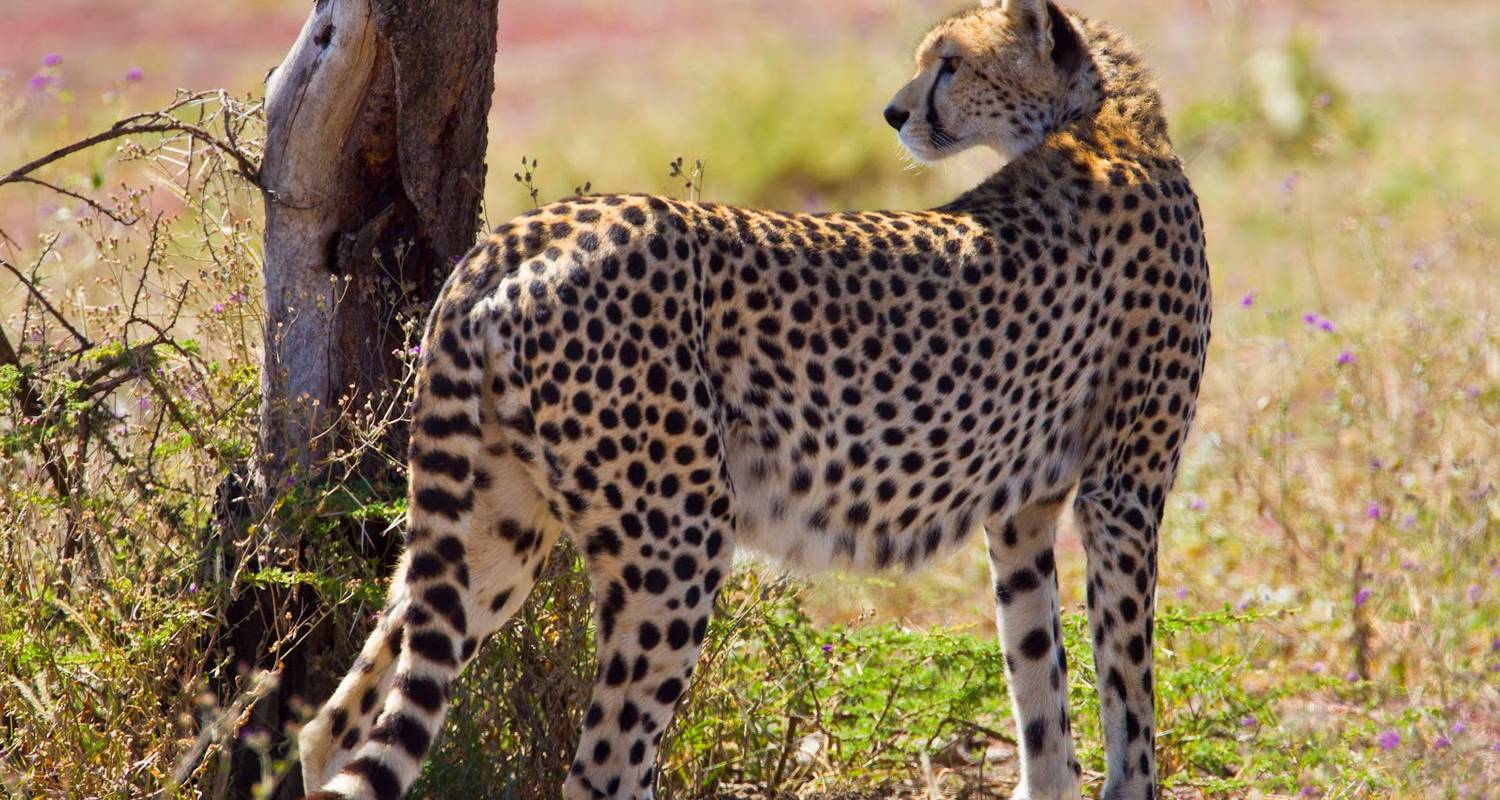 Tierwelt im Norden Tansanias - Expect In Africa Safari