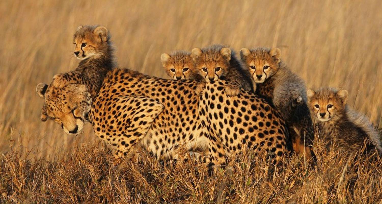 Lake Manyara, Serengeti und Ngorongoro Krater - Expect In Africa Safari