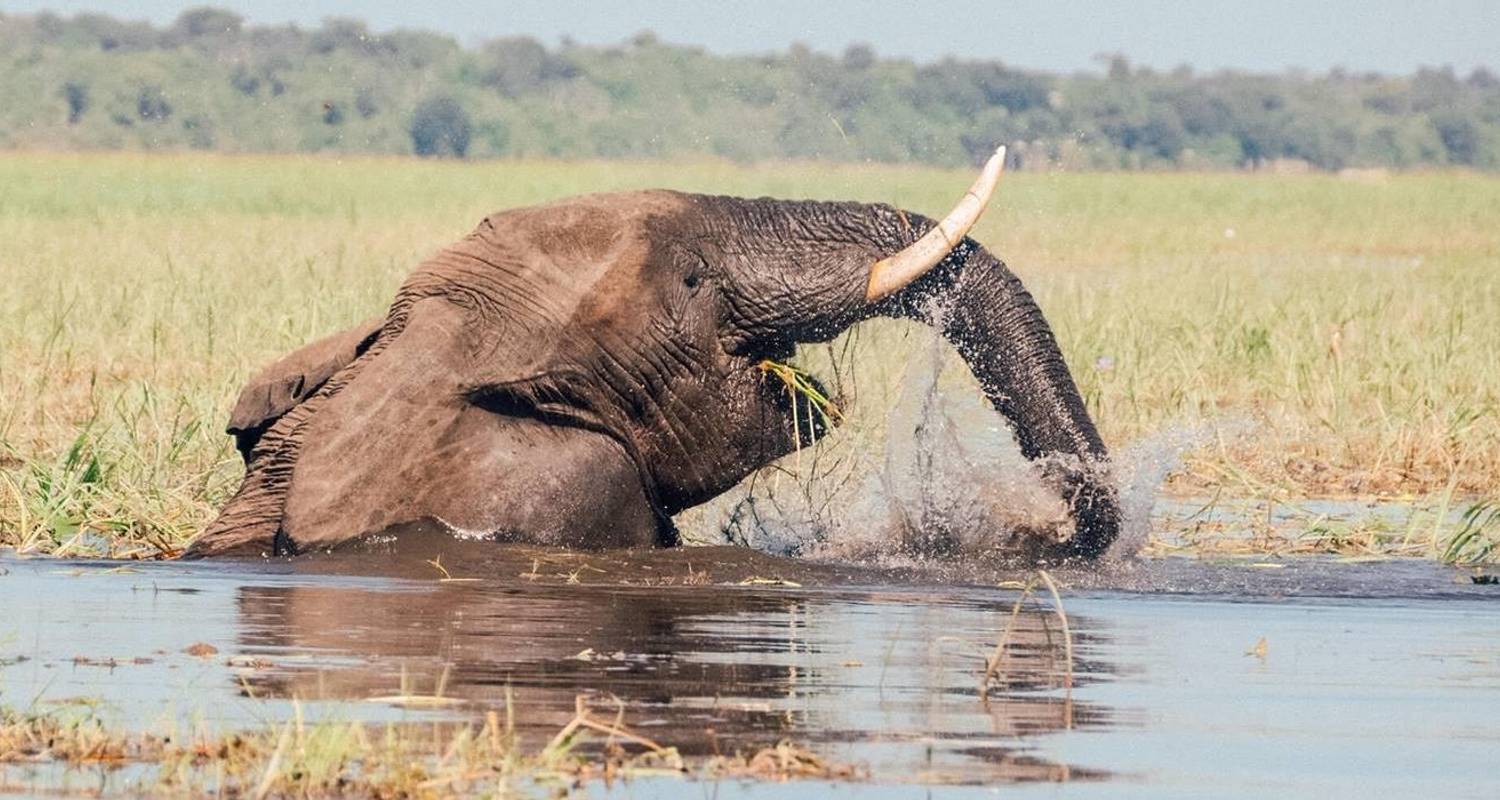 Wildlife Photo Safari in Botswana (3 Days) - Contiki