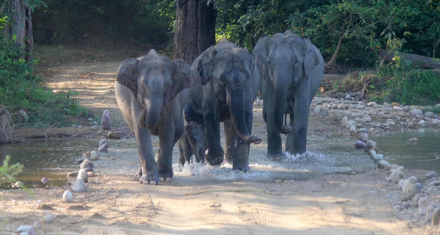 Viajes Romanticos a Parque Nacional de Jim Corbett Circuitos y Paquetes de Luna de Miel para Parejas