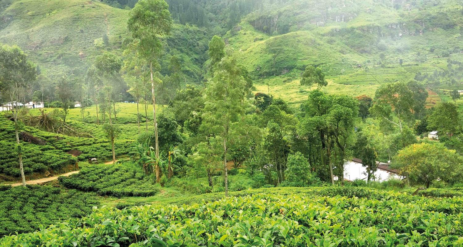 Sri Lanka : le voyage détaillé - SKR Reisen