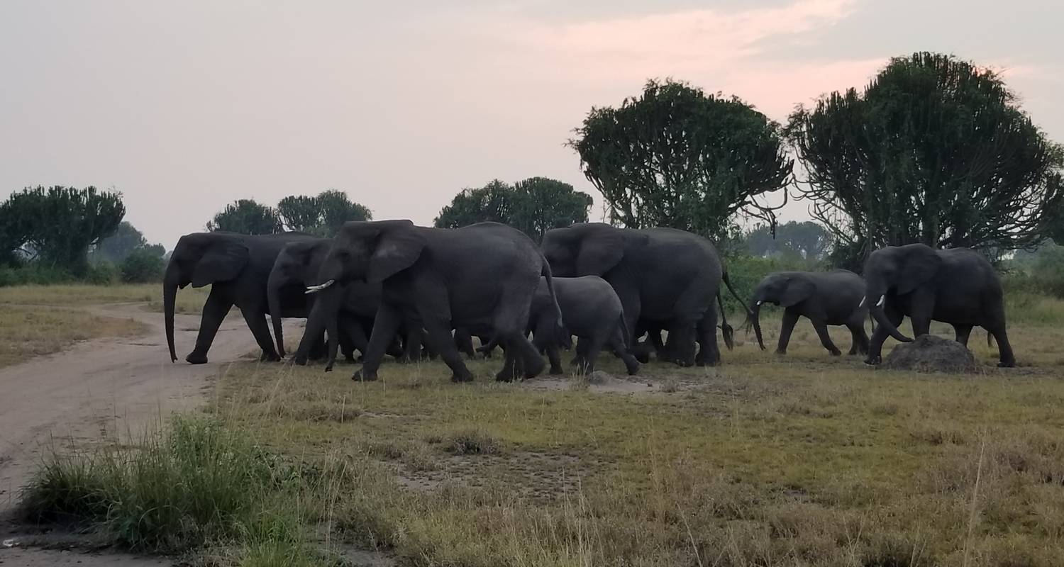8 Tage Schimpansen, Gorillas und Wildlife Safari in Uganda - Oikos Safaris