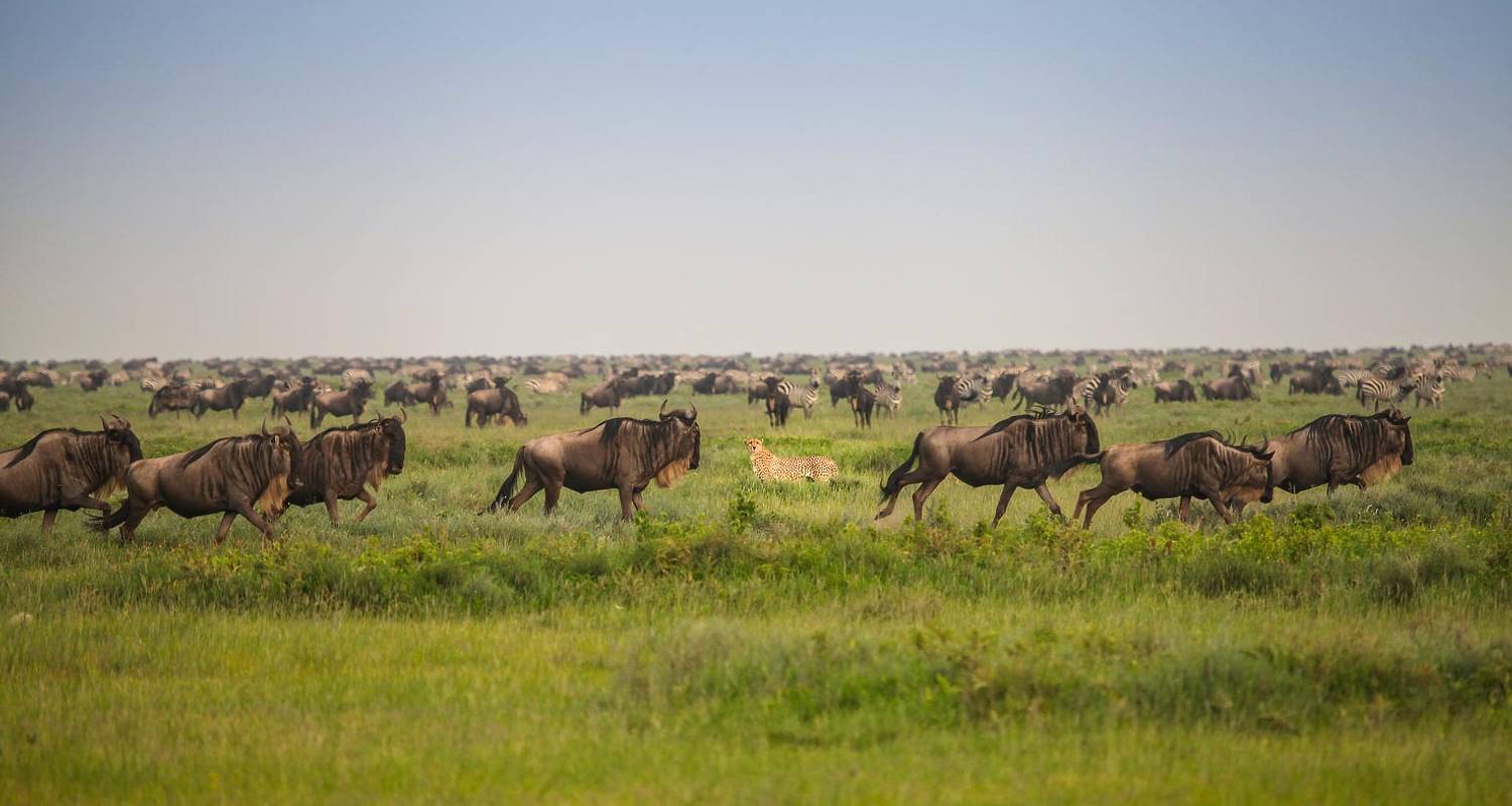 Tanzania Migration Safari - Alaitol Safaris Ltd