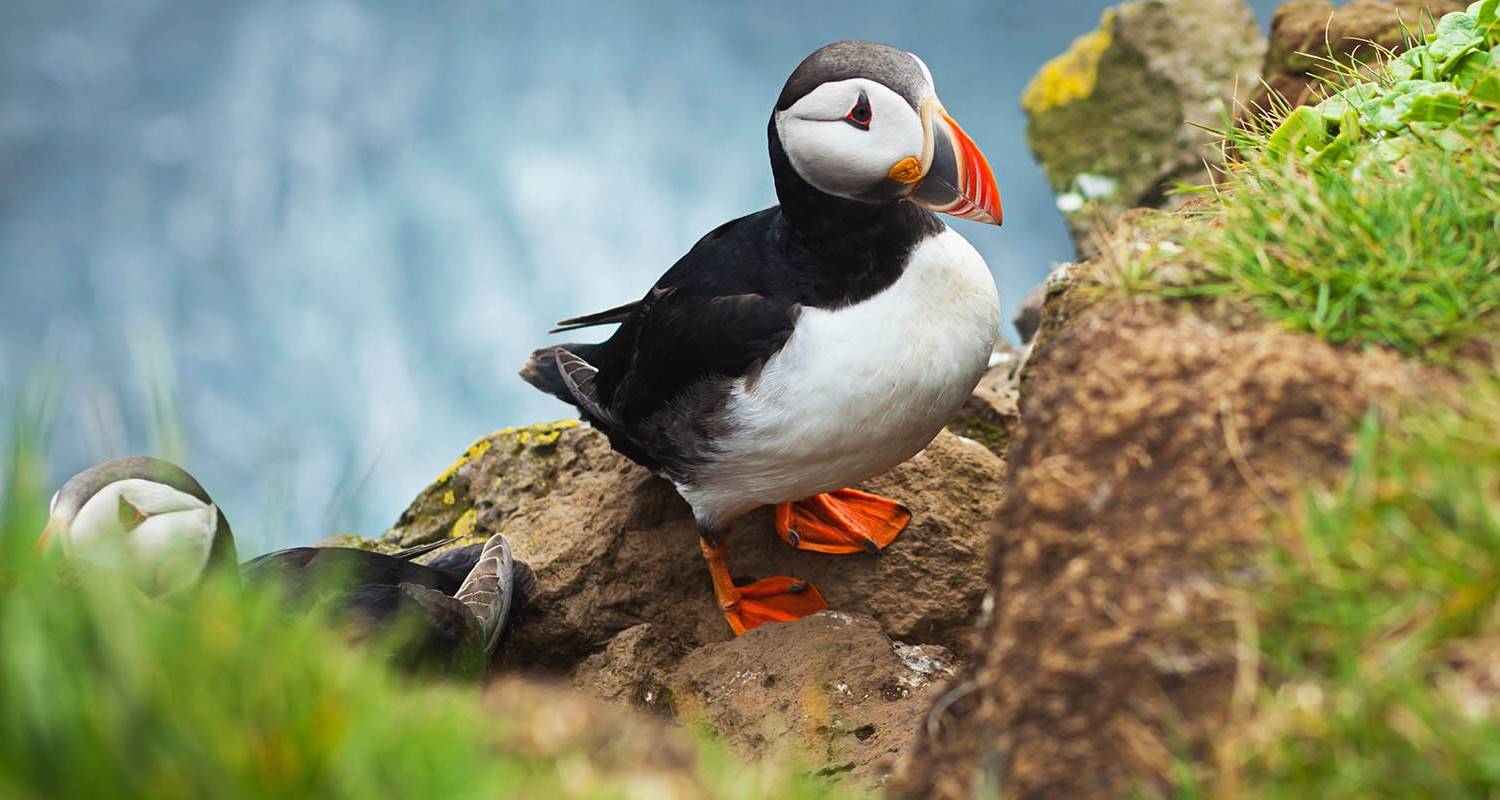 Ultimate Arctic Islands: Svalbard, Greenland & Iceland - Scenic Luxury Cruises & Tours