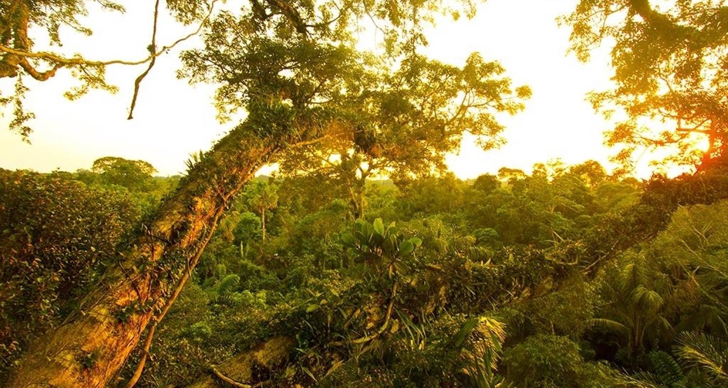 Yasuni Amazon Expedition 5D/4N - Bamba