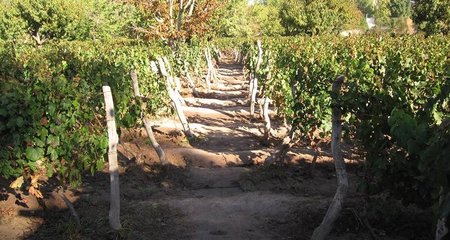 Mendoza Wein & Berge Abenteuerreise - 4 Tage, 3 Nächte - Bamba