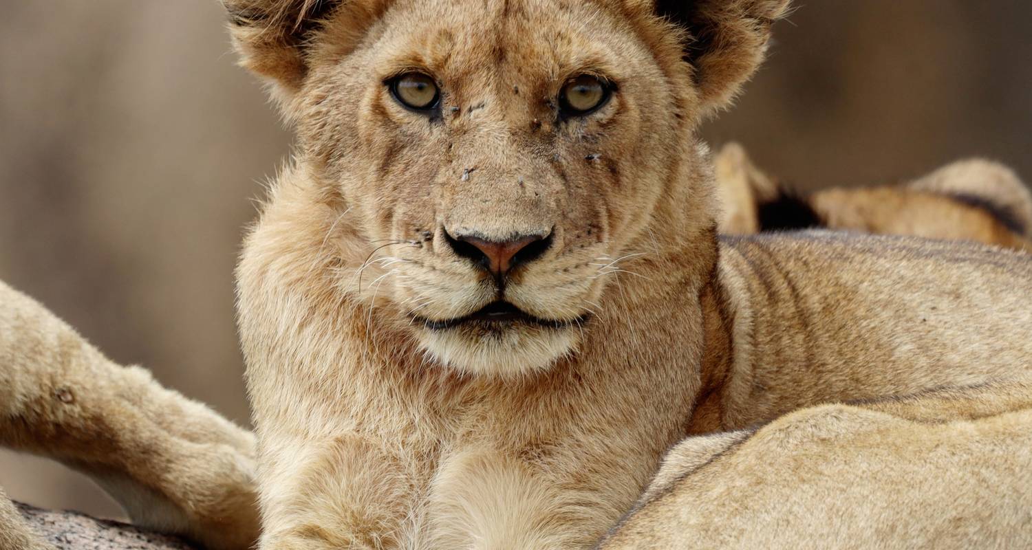 3 Days Affordable Tanzania Safari From Zanzibar - Kilipeak Adventures ltd