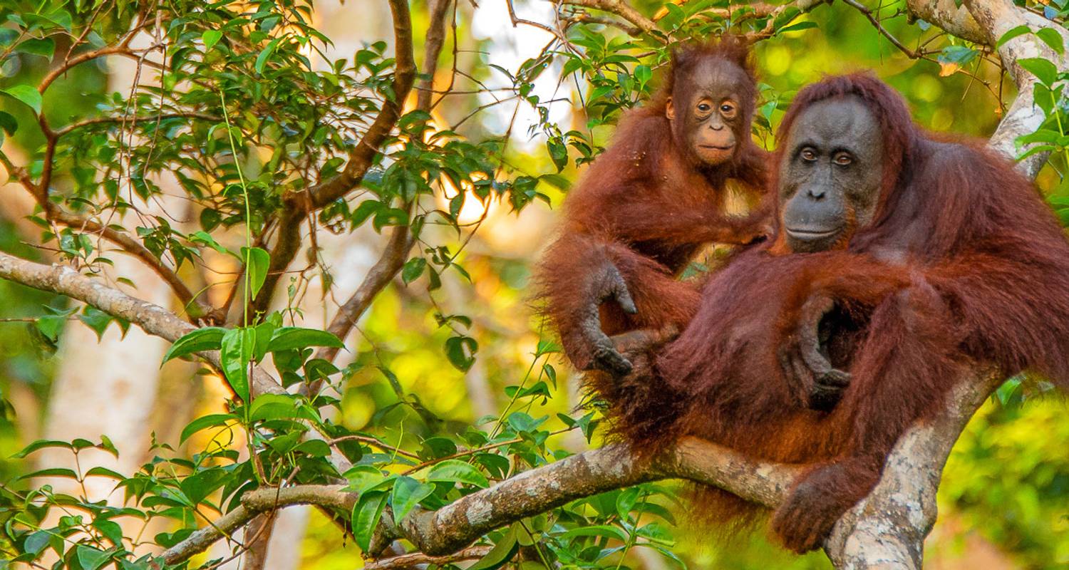3-Weekse Borneo Rondreizen en Vakanties