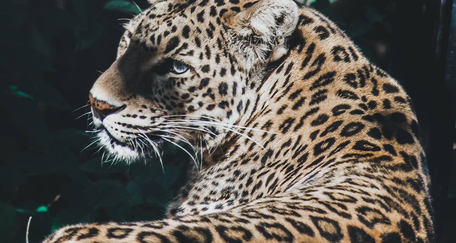 Rajaji Nationalpark inkl. Rishikesh Rafting und Camping - Discover Activities