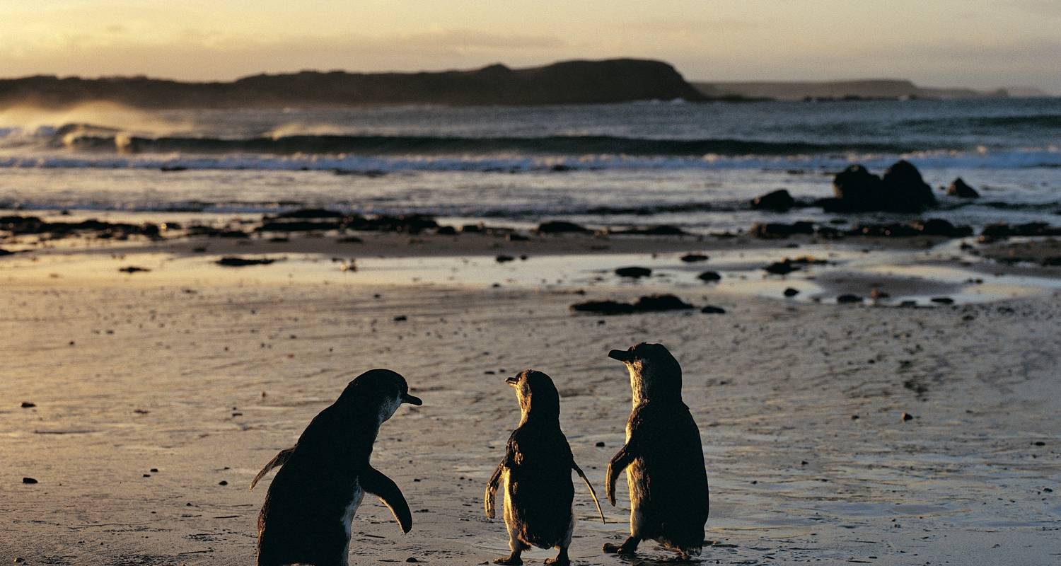 Penguins and Koalas with WWF Antarctic Journey 1 Day Tour - Autopia Tours