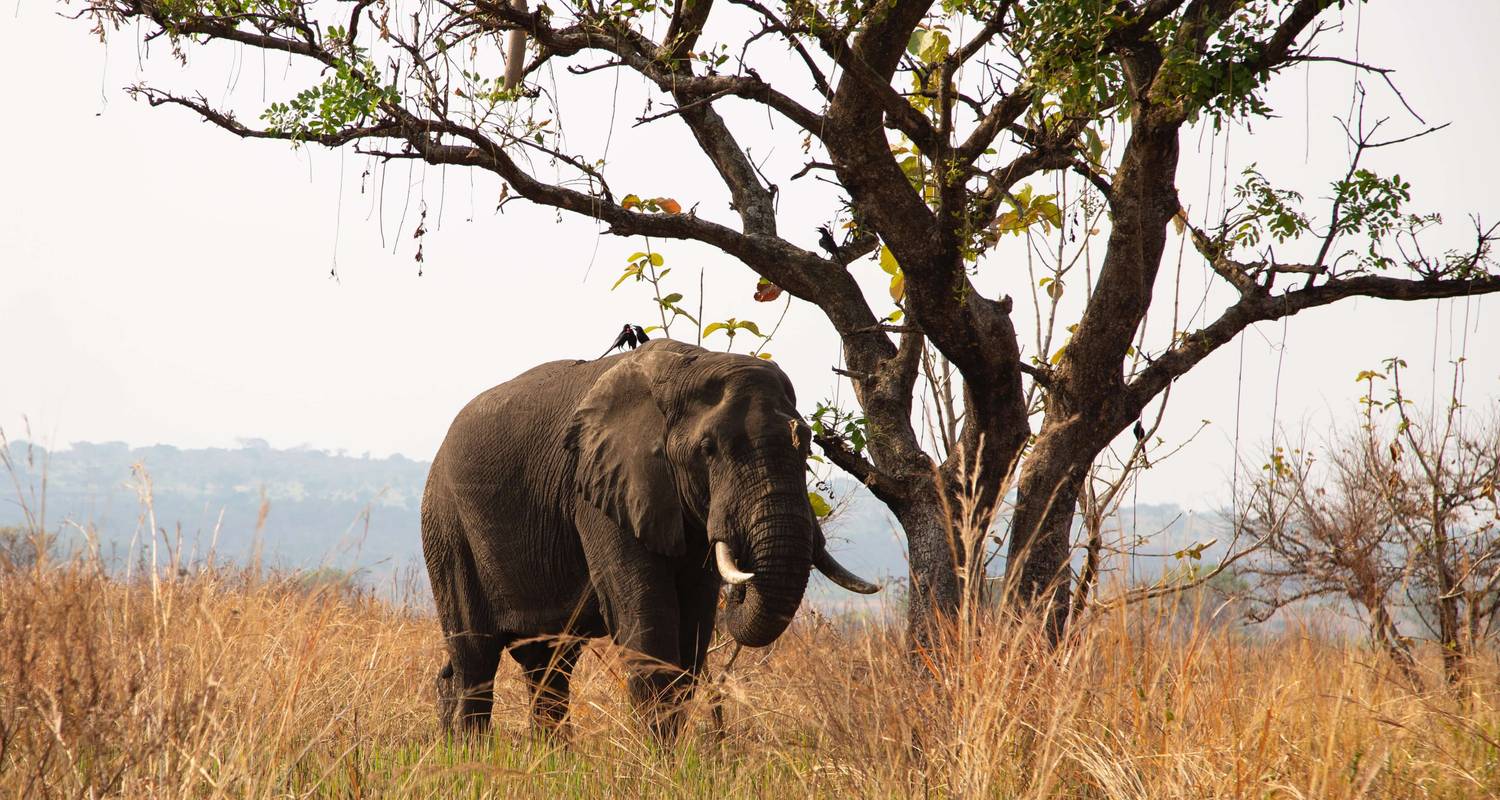 Gorillas & Hiking Uganda's Rwenzori Mountains - Yellowwood Adventures Ltd