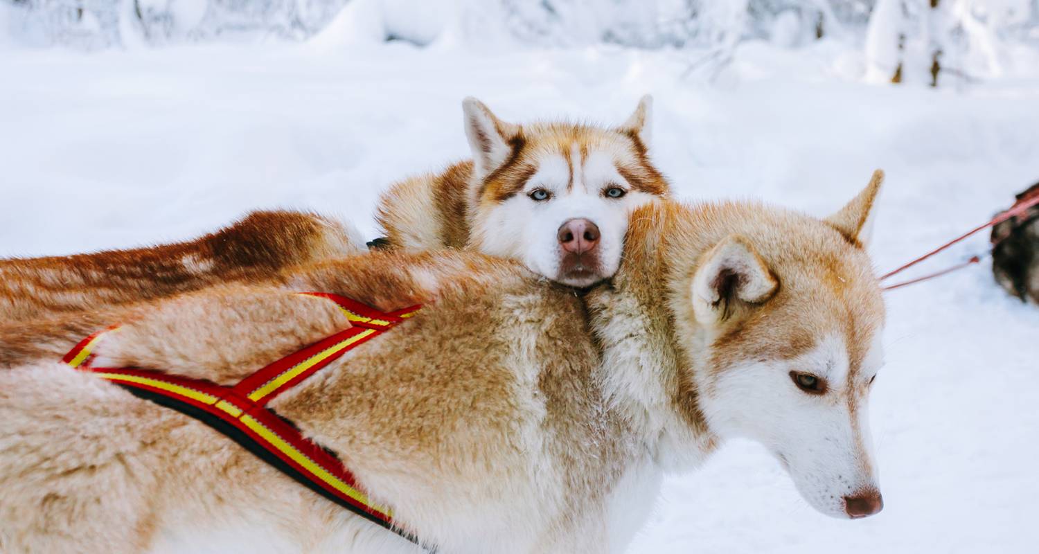 Snowshoeing and Dog Sledding in a Scottish Winter Wonderland - TRIPS by Culture Trip