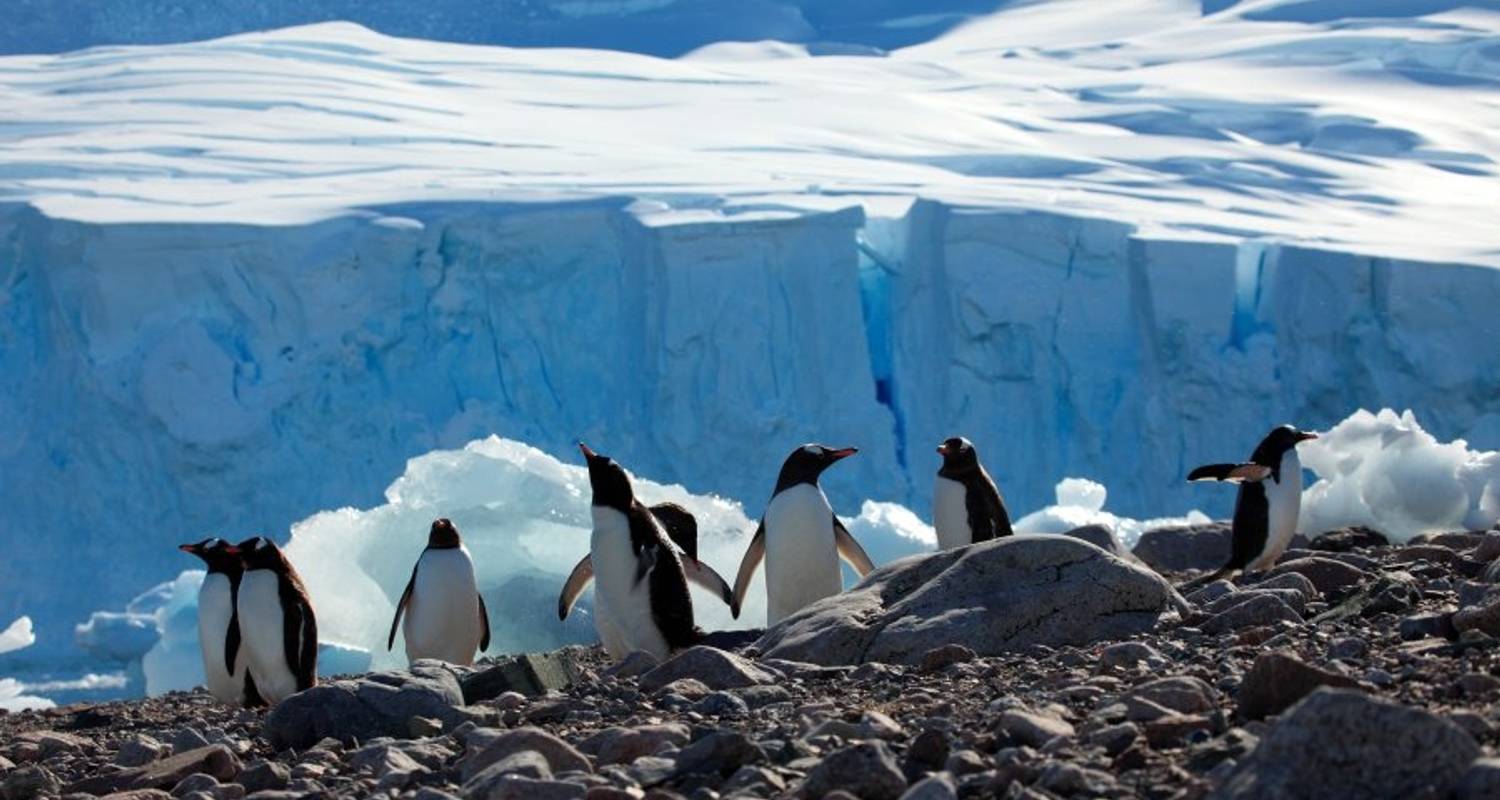 Antarctic Circle, South Georgia and the Falklands - M/V Greg Mortimer - Explore!
