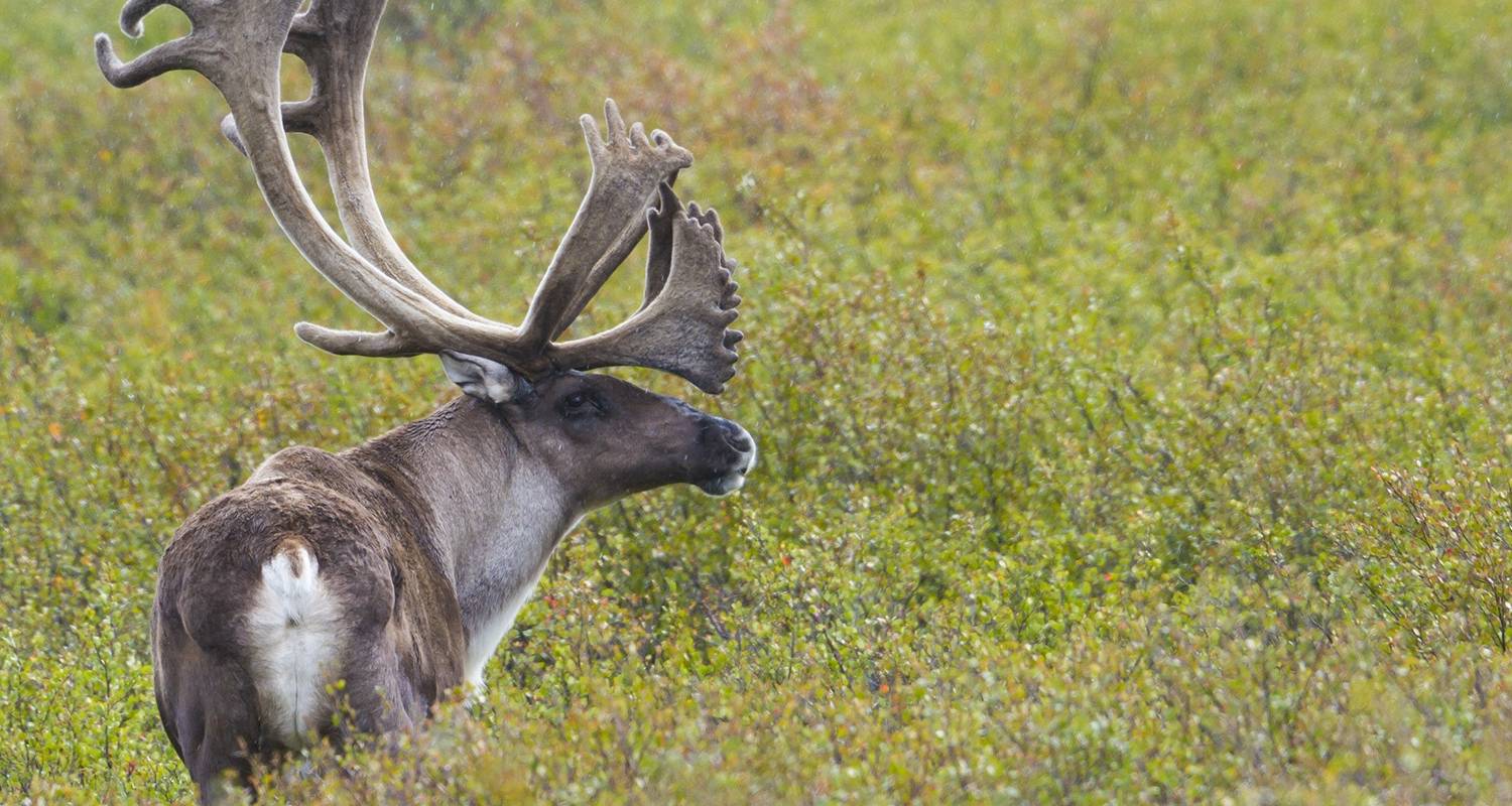 Grand Canada & Alaska and Voyage of the Glaciers Cruise (Start Vancouver, End Fairbanks) - Evergreen Tours