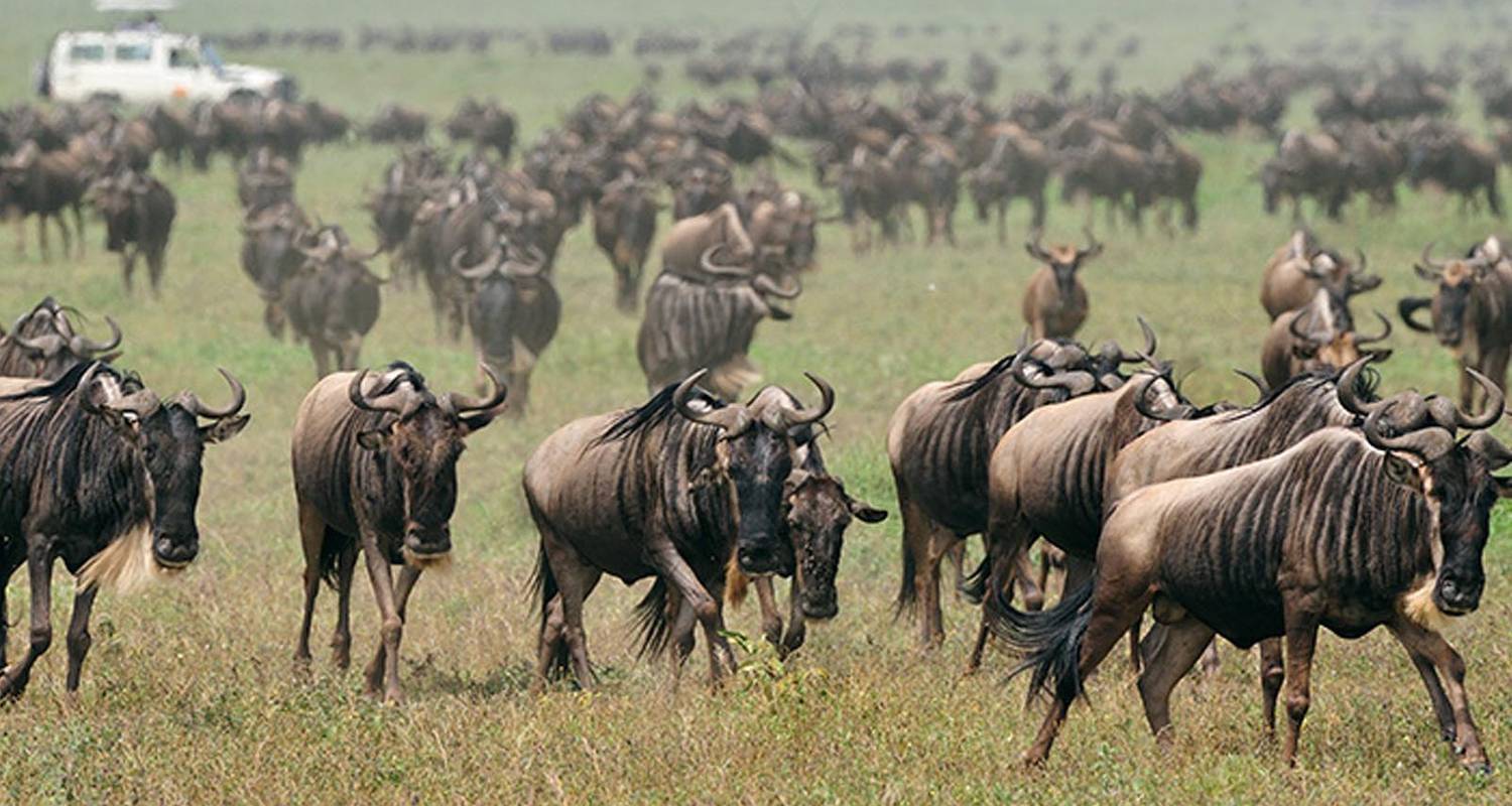 TARANGIRE, NDUTU, SERENGETI & NGORONGORO - Expect In Africa Safari