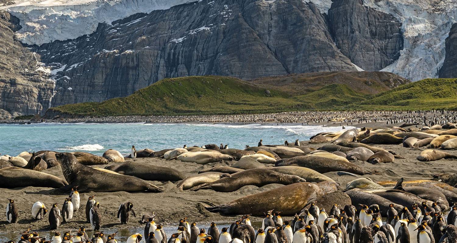 Antarctica, South Georgia & Falkland Islands (Start Montevideo, End Buenos Aires) - Scenic Luxury Cruises & Tours