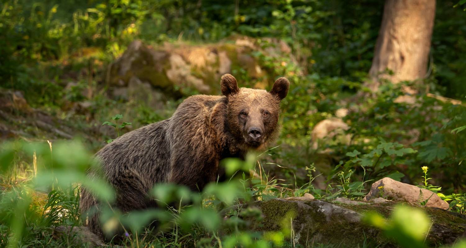 2-Week Romania Tour Packages