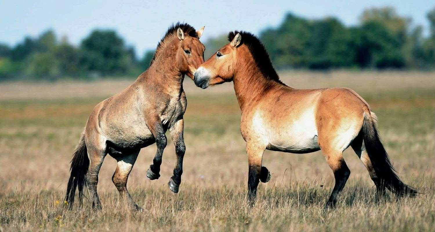 Mongolei Natur & Tierwelt