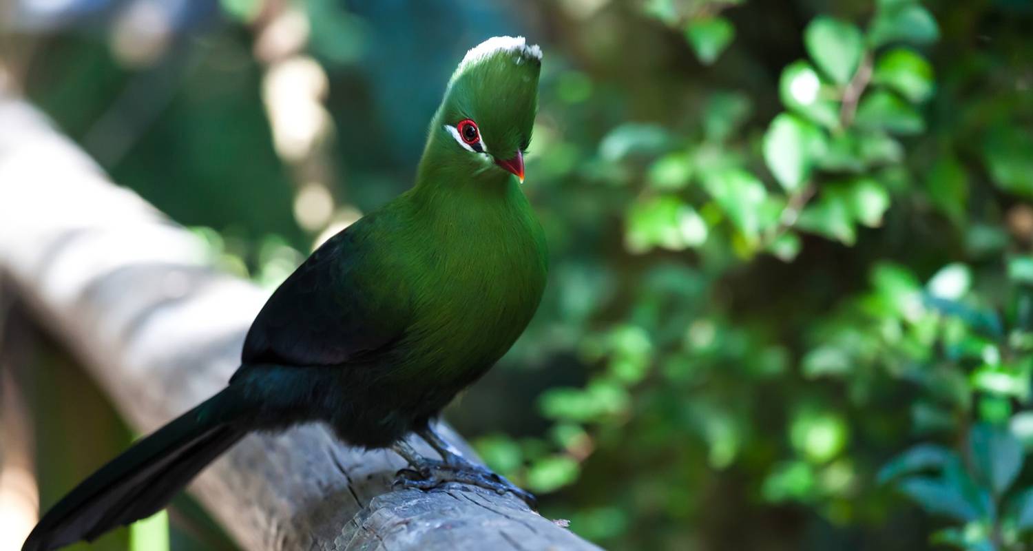 3 jours Cape Garden Route Express - West (avec hébergement) - Acacia Adventure Holidays