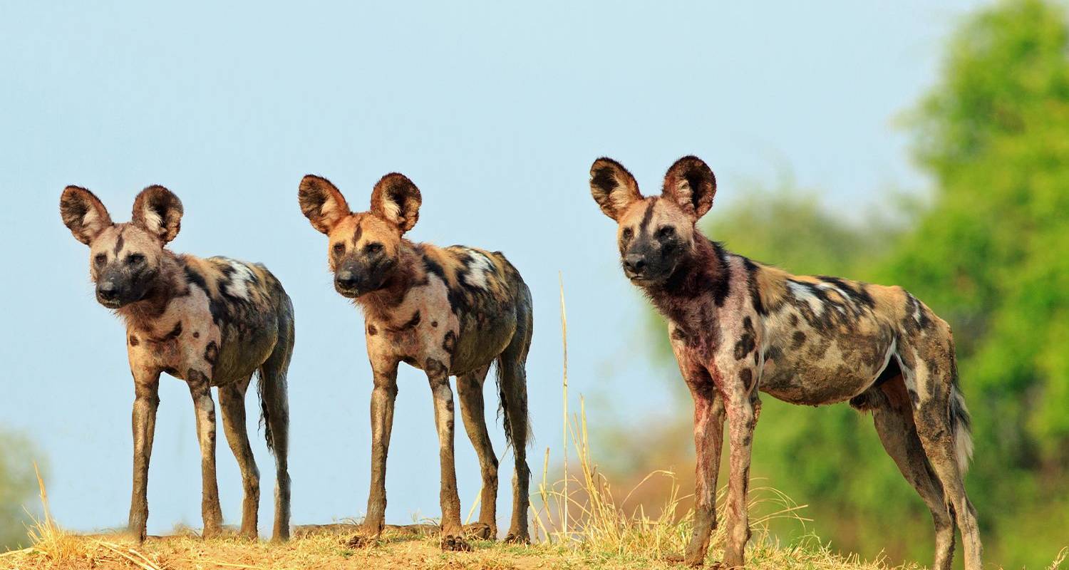 1-Month+ Africa Tour Packages