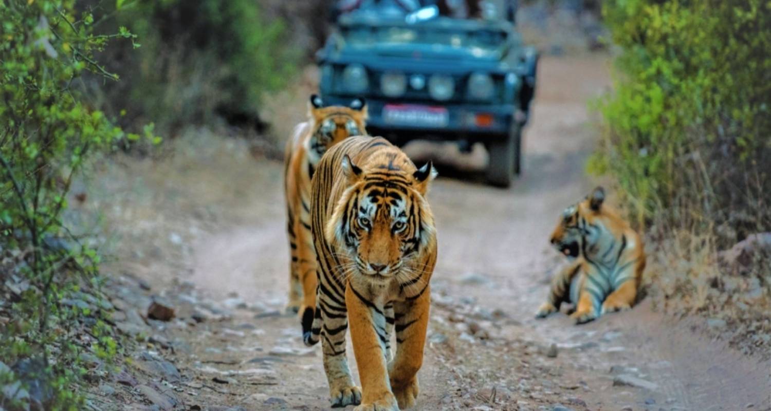 Circuits Rajasthan en petit groupe