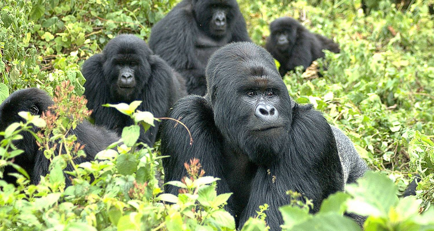 4 jours de trekking pour les gorilles en Ouganda avec un départ et une arrivée au Rwanda. - Egypt Skyway Tours