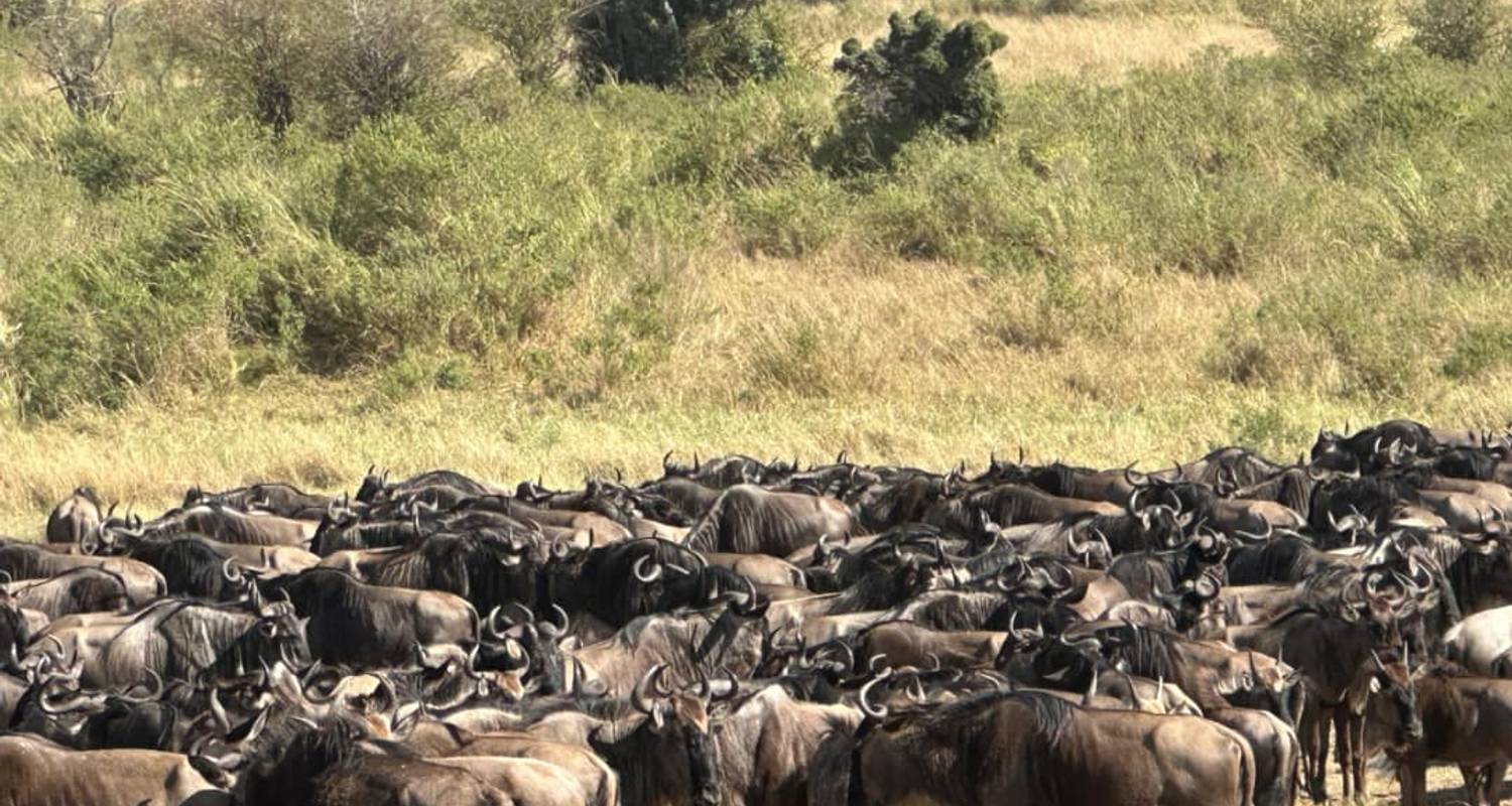 7-Day Great Migration Safari Tanzania - Safari 56