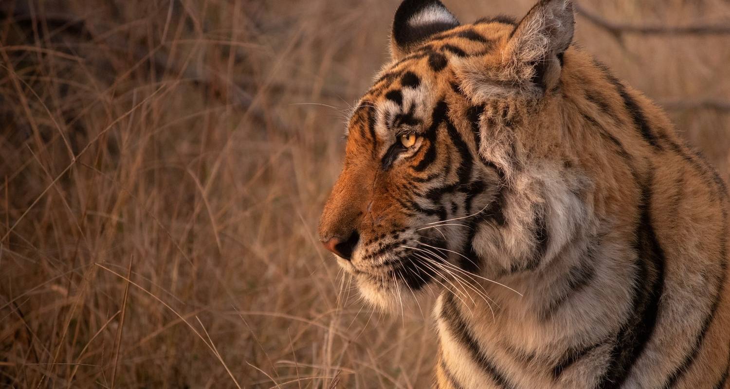 Ranthambore Reise von Neu Delhi
