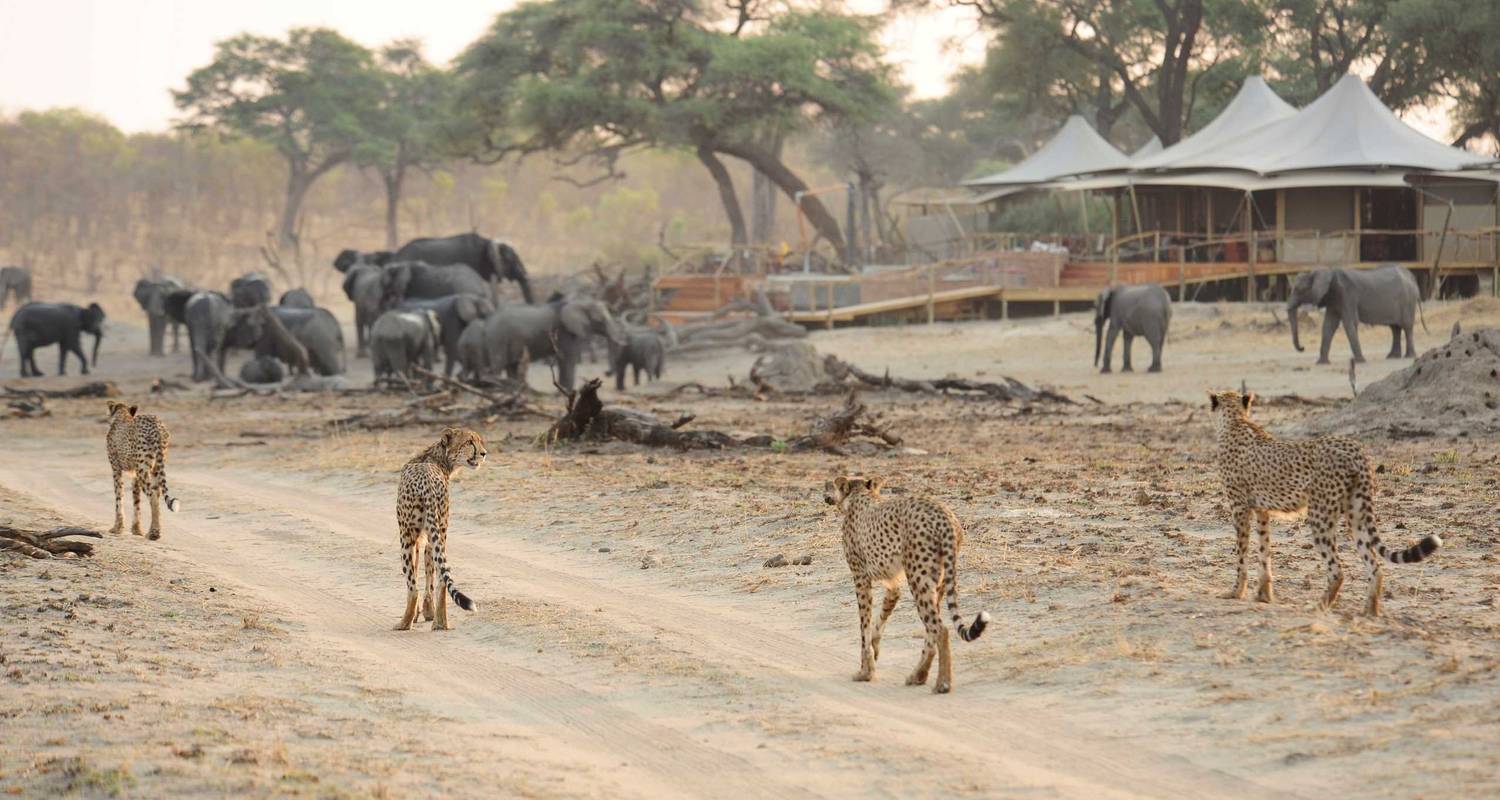 Circuits dans le Parc national de Hwange