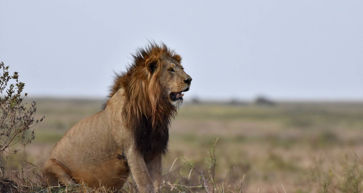 Safari Rondreizen in Mount Meru